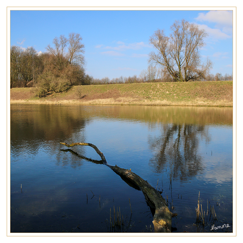 Wie eine Schlange 
führt dieser Ast ins Wasser
Schlüsselwörter: Rhein, Üdesheim, Naturschutzgebiet