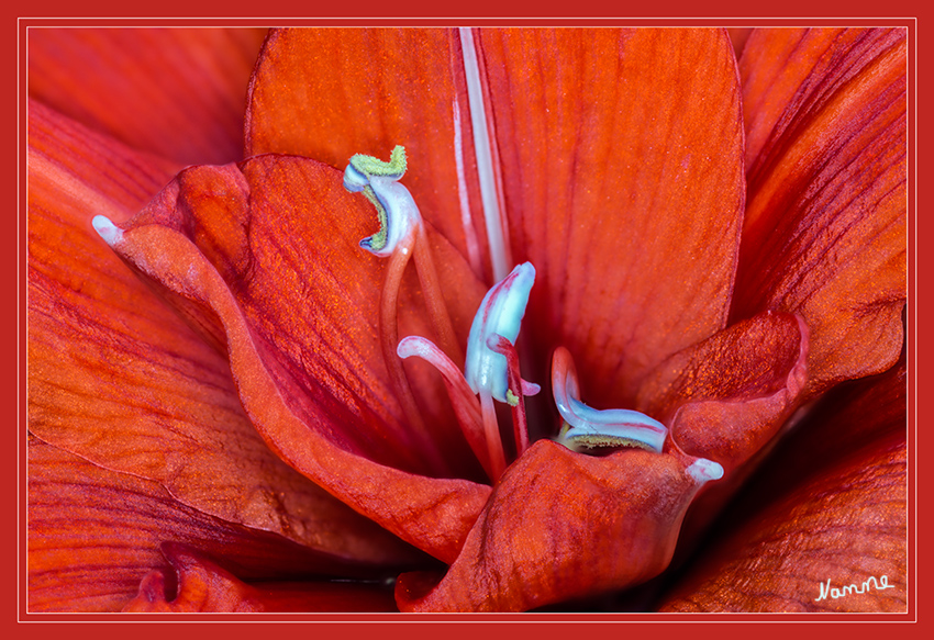 Nah heran
Blüte einer Amaryllis
Schlüsselwörter: Amaryllis