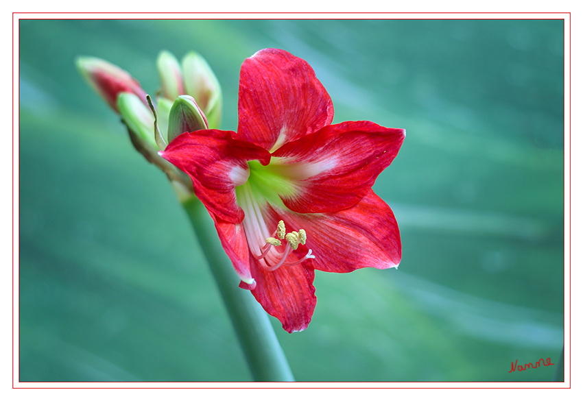 Amarilis
Amaryllis ist eine Pflanzengattung aus der Familie der Amaryllisgewächse (Amaryllidaceae). Die nur zwei Arten sind in Winterregen-Gebieten des südlichen Afrika verbreitet. Bei der im Gartenhandel insbesondere zur Advents- und Weihnachtszeit verkauften "Amaryllis" handelt es sich nach heutiger botanischer Systematik um die Gattung Hippeastrum (Rittersterne). laut Wikipedia
Schlüsselwörter: Amarilis, rot, weiß