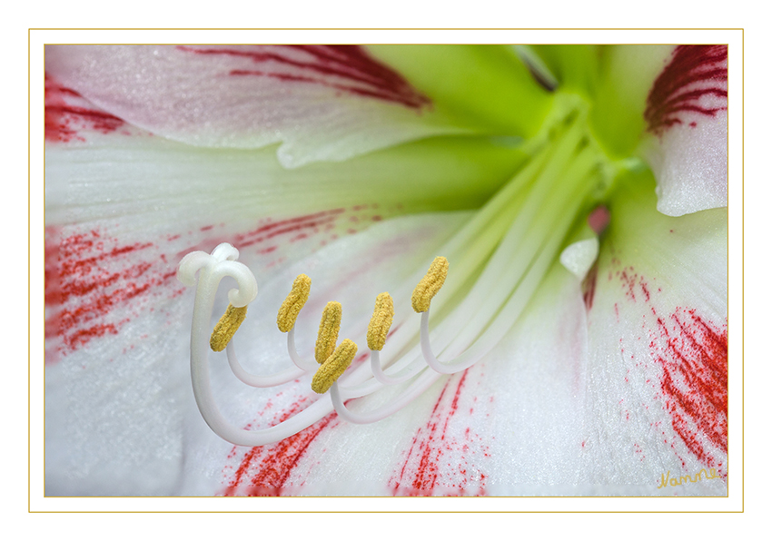 Ins Innere schauen
Schlüsselwörter: Amaryllis