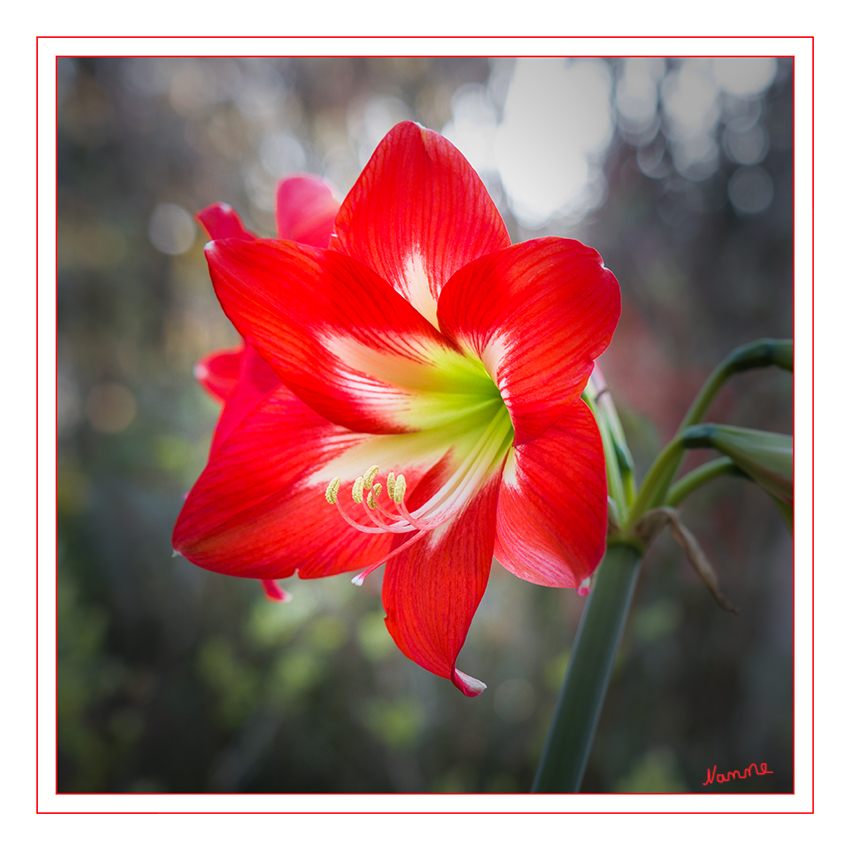 Amaryllis
Schlüsselwörter: Amaryllis