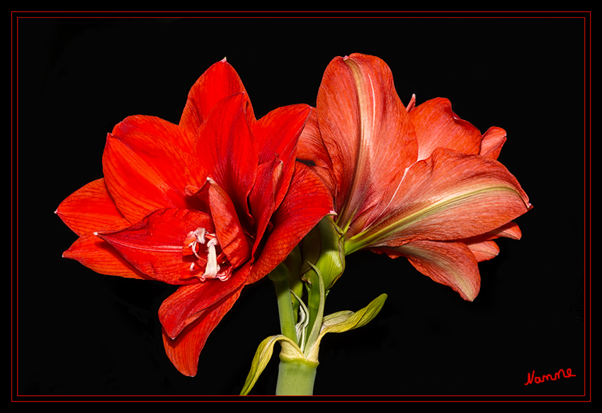 Beauty
Wenn umgangssprachlich von „Amaryllis“ die Rede ist, ist in den meisten Fällen eigentlich der Ritterstern (Hippeastrum vittatum) gemeint. Botanisch ist das allerdings nicht ganz korrekt. Beide Pflanzen entstammen der Familie der Amaryllidaceae.
laut mein-schoener-garten.de
Schlüsselwörter: Amaryllis