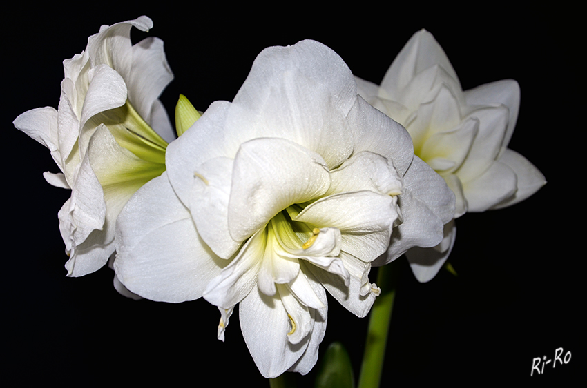 Amaryllis
sind auch als Rittersterne (Hippeastrum vittatum) bekannt.
Sie blühen in der grauen Jahreszeit mit prächtigen Blütentrichtern auf langen Stielen in Weihnachtsrot und Schneeweiß. (lt. Gartenzauber)
Schlüsselwörter: Amaryllis