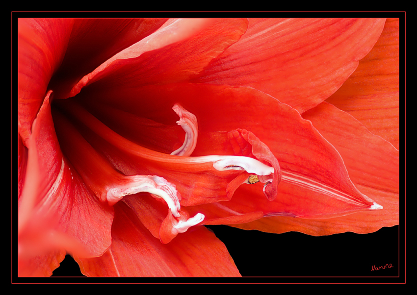 Amaryllis
ist eine Pflanzengattung aus der Familie der Amaryllisgewächse (Amaryllidaceae).
Schlüsselwörter: Amaryllis