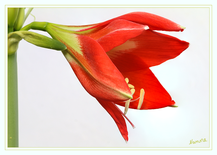 Amaryllis
Die subtropischen Rittersterne zählen wie Tulpen und Hyazinthen zu den Zwiebelblumen. Ihr Lebenszyklus unterscheidet sich von dem der „normalen“ Zimmerpflanzen: Er ist eine Anpassung an die Wechsel zwischen Regen- und Trockenzeiten in ihrer Heimat. Auf die Blühphase im Winter folgt die Wachstumsphase im Frühling und Sommer. Ab dem Spätsommer beginnt dann die Ruhephase, die bis Anfang Dezember dauert.
laut mein-schoener-garten.de
Schlüsselwörter: Amaryllis