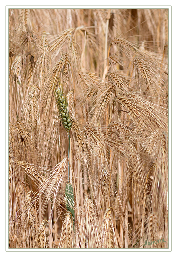 Anders
in Farbe, Form und Größe.
Schlüsselwörter: Kornfeld