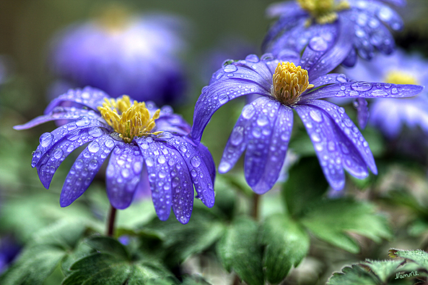 Anemone blanda
oder auch blaues Windröschen genannt
Blütezeit März - April
