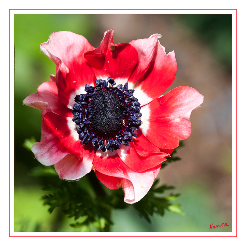 Anemone
Die Kronen-Anemone (Anemone coronaria) oder Garten-Anemone ist eine Pflanzenart der Gattung Windröschen
Schlüsselwörter: Anemone