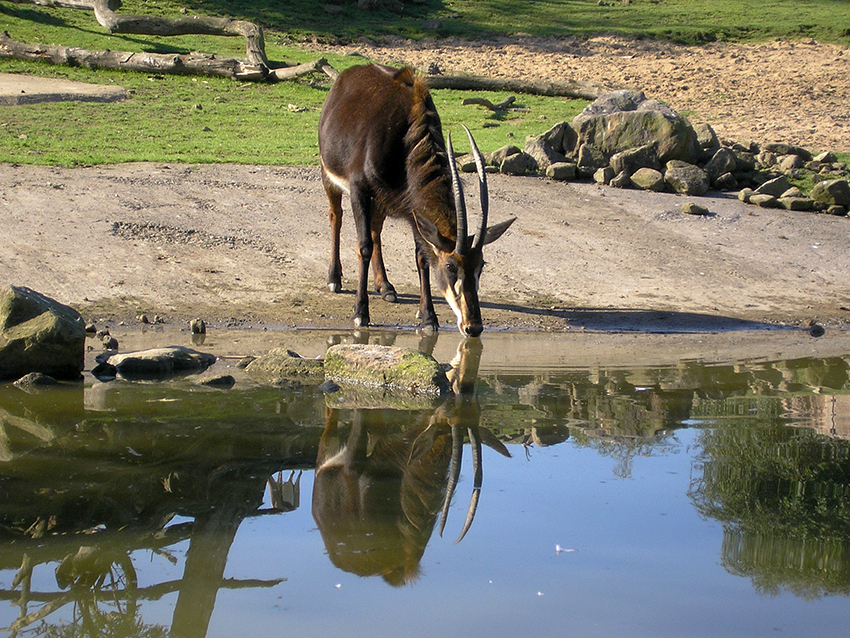 Rappenantilope
Spiegelung an der Tränke
Zoom Gelsenkirchen
Schlüsselwörter: Antilope, Rappenantilope, Zoom, Gelsenkirchen