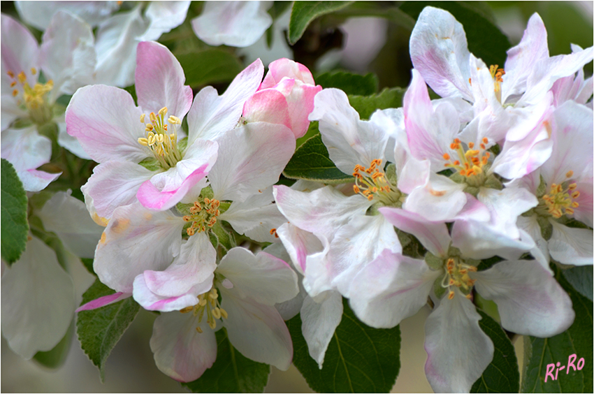 Apfelblüten
Prinzenapfel (Syn. Haferapfel) Erntezeit September.
Schlüsselwörter: Apfelblüte