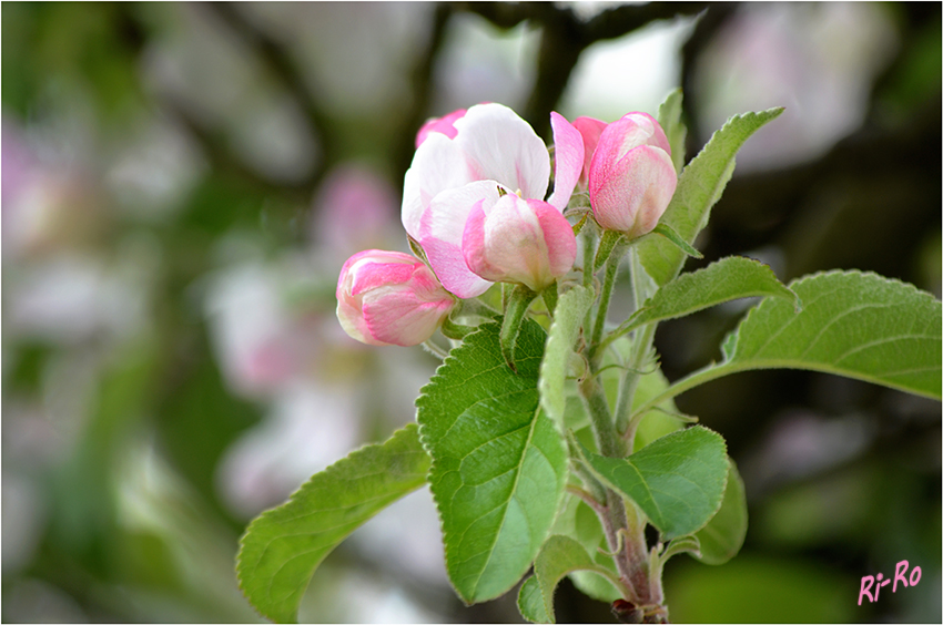 Apfelblüten
Prinzenapfel (Syn. Haferapfel) Erntezeit September.
Schlüsselwörter: Apfelblüte