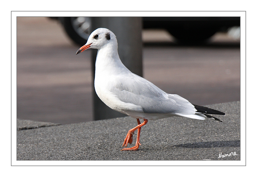 Nur eine Möwe
Schlüsselwörter: Möwe