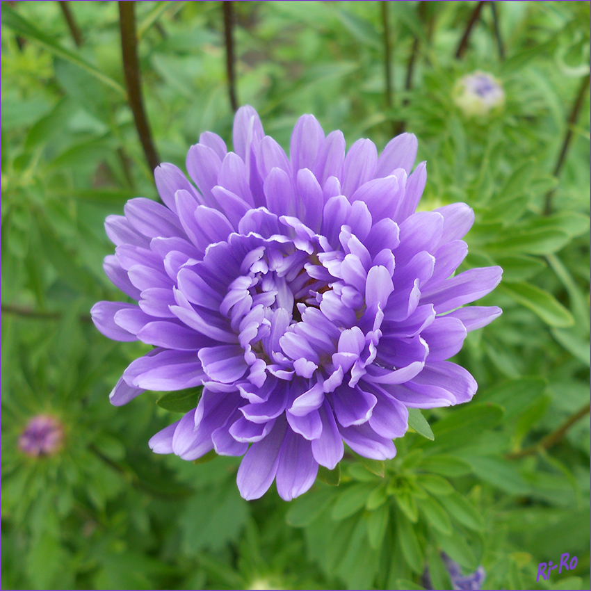 Aufblühende Sommeraster
Die Sommeraster (Callistephus chinensis) oder Gartenaster ist die einzige Pflanzenart der Gattung Callistephus in der Familie der Korbblütler (Asteraceae).(lt. Wikepedia).
Schlüsselwörter: Aster