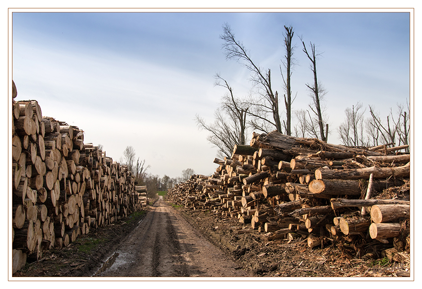 Aufräumarbeiten
Hier kann man wunderbar erkennen welche Schäden durch den Pfingststurm Ela 2014 entstanden sind. 
Schlüsselwörter: Aufräumarbeiten Ela Holz