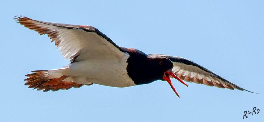 Ich komme....
Kein Watvogel ist an der Küste bei Tag und Nacht so allgegenwärtig wie der Austernfischer
(Haematopus ostralegus)
Er ist eine Vogelart aus der Ordnung der Wat-, Möwen- und Alkenvögel.
Schlüsselwörter: Nordsee, Küste