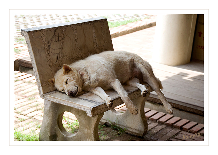 Relax
Völlig entspannt liegt diese Hündin auf der kühlenden Steinbank in Ayuthya Thailand
Schlüsselwörter: Hund