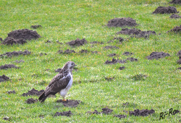 Mäusebussard 
(Buteo buteo)
Spannweite 130 cm. Lebensraum: Mitteleuropa u. ganz Eurasien. Gefiederfarbe sehr variabel. Von dunkelbraun bis weiß. Sitzt meist offen auf Masten u. Zäunen. (lt. Naturführer)
Schlüsselwörter: Mäusebussard