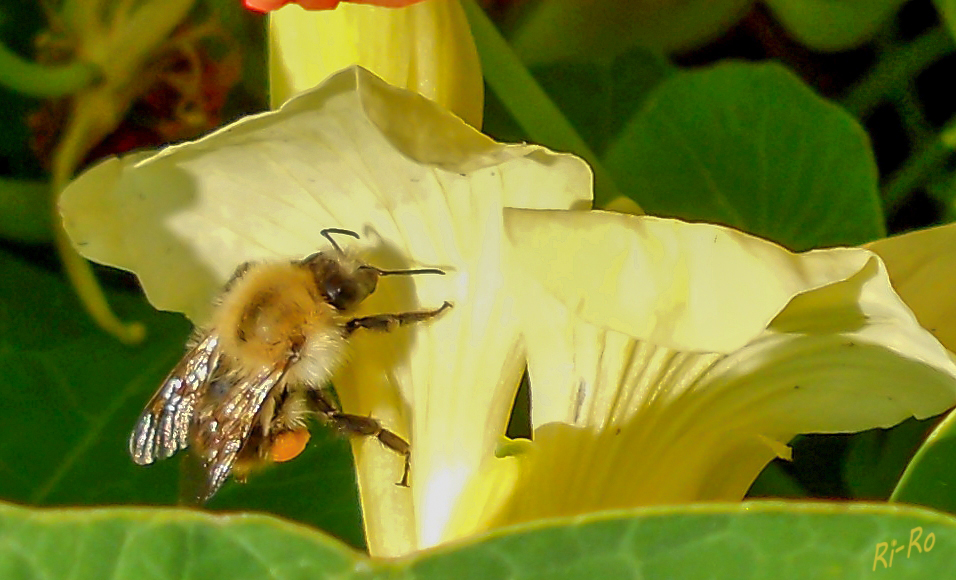 Kapuzinerkresse und Hummel
Die Kapuzinerkressen sind die einzige Pflanzengattung der Familie der Kapuzinerkressengewächse innerhalb der Ordnung der Kreuzblütlerartigen. Die Blüten gibt es in verschiebenen Farben. Die Benetzbarkeit der Blattoberfläche ist gering. Wasser perlt in Tropfen ab. (Wikipedia)
Schlüsselwörter: Hummel