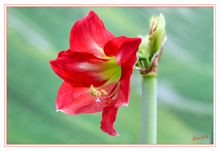 Amaryllis
Bei der im Gartenhandel insbesondere zur Advents- und Weihnachtszeit verkauften "Amaryllis" handelt es sich nach heutiger botanischer Systematik um die Gattung Hippeastrum (Rittersterne). 
Schlüsselwörter: Amaryllis