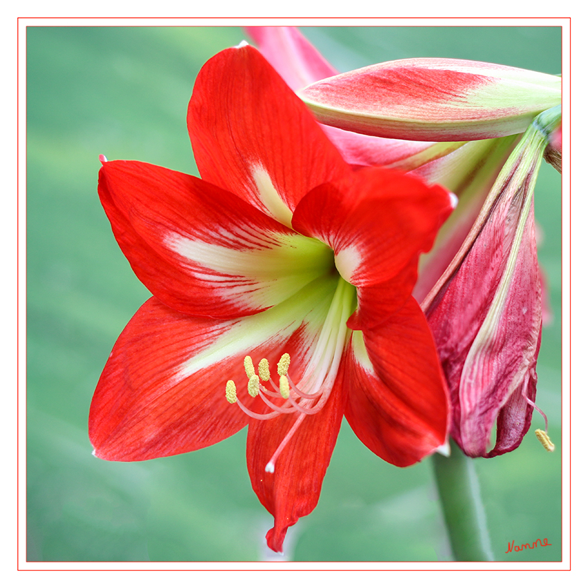 Amaryllis
Bei der im Gartenhandel insbesondere zur Advents- und Weihnachtszeit verkauften "Amaryllis" handelt es sich nach heutiger botanischer Systematik um die Gattung Hippeastrum (Rittersterne).
Schlüsselwörter: Amaryllis