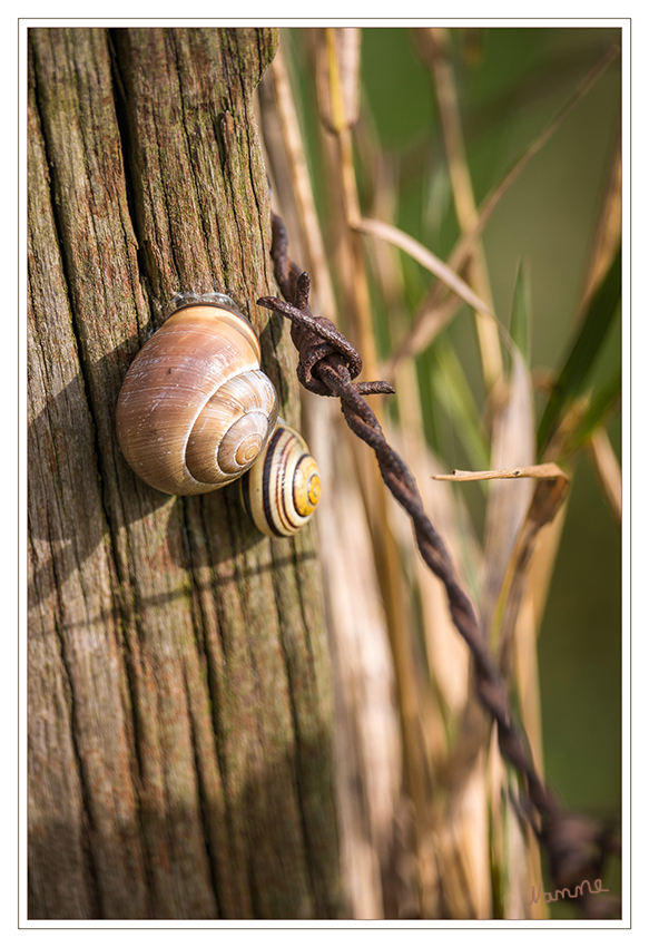 Zu Zweit
ist man weniger allein :)
Schlüsselwörter: Schnecke Schnecken