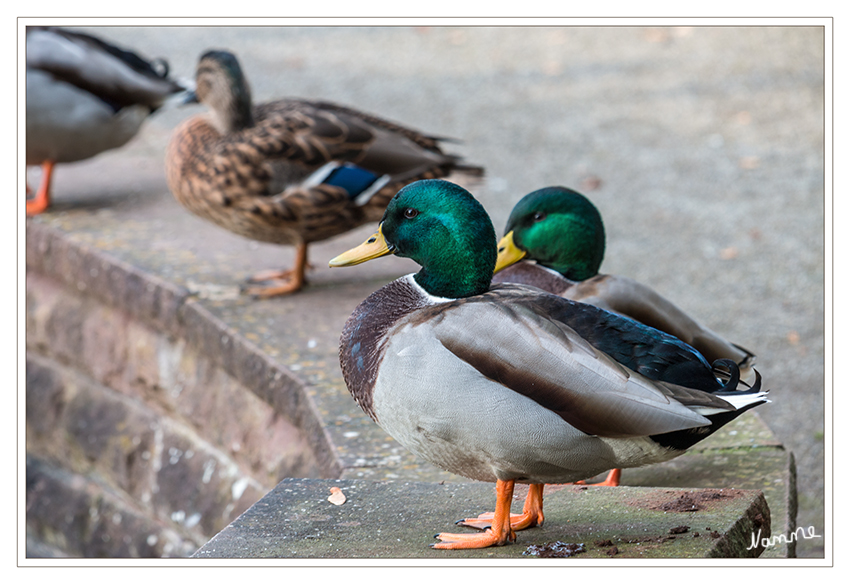 Entenparade
Schlüsselwörter: Enten Ente Ganter