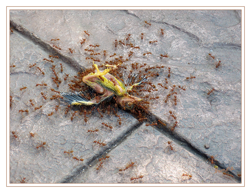 Die Natur räumt auf
Nach dem Sturz aus dem Nest begannen sofort die Aufräumarbeiten.
Schlüsselwörter: Vogel Ameisen