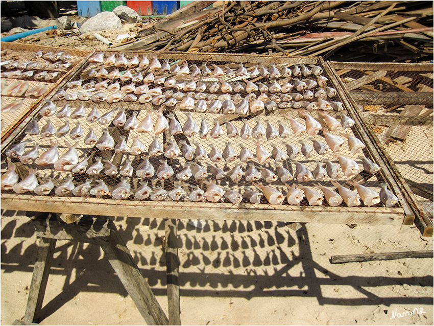 Fischerdorfimpressionen
Der frische Fang wird direkt getrocknet.
Schlüsselwörter: Thailand Fischerdorf