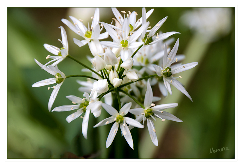 Bärlauchblüte
Der Bärlauch (Allium ursinum) ist eine Pflanzenart aus der Gattung Allium und somit verwandt mit Schnittlauch, Zwiebel und Knoblauch. Die in Europa und Teilen Asiens vor allem in Wäldern verbreitete und häufige, früh im Jahr austreibende Pflanzenart ist ein geschätztes Wildgemüse und wird vielfach gesammelt.
laut Wikipedia
Schlüsselwörter: Bärlauch