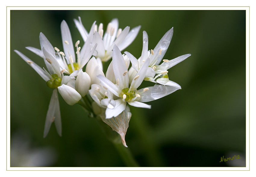 Blüte des Bärlauch
Der Bärlauch ist eine Pflanzenart aus der Gattung Allium und somit verwandt mit Schnittlauch, Zwiebel und Knoblauch. Die in Europa und Teilen Asiens vor allem in Wäldern verbreitete und häufige, früh im Jahr austreibende Pflanzenart ist ein geschätztes Wildgemüse und wird vielfach gesammelt. laut Wikipedia
Schlüsselwörter: Bärlauch