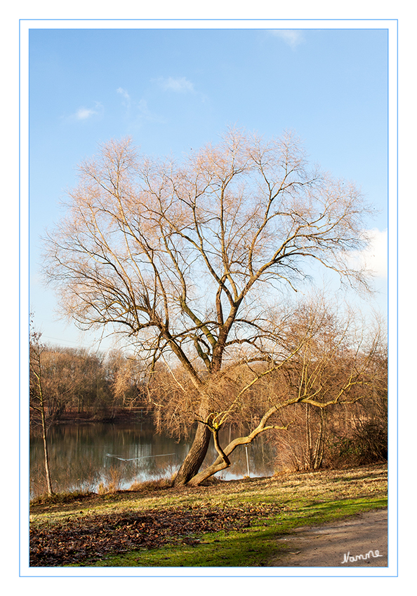 Bäume im Frühling
Endlich mal wieder blauer Himmel und Sonnenschein
Schlüsselwörter: Bäume