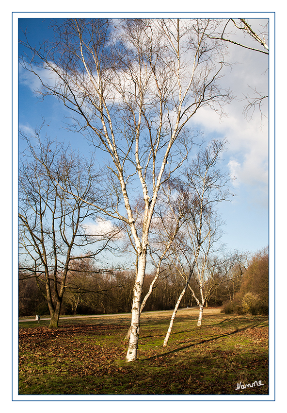 Bäume im Frühling
Endlich mal wieder blauer Himmel und Sonnenschein 
Schlüsselwörter: Bäume