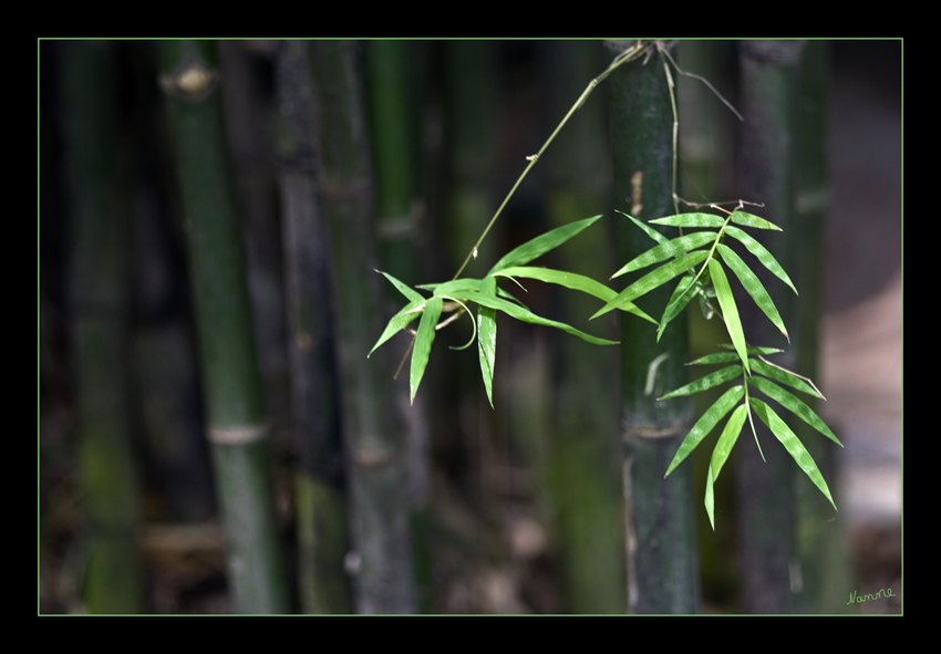 Grün
Schlüsselwörter: Bambus