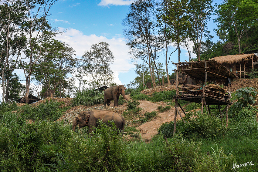 Bambusflossfahrt
vorbei an anderen Elefanten
Schlüsselwörter: Thailand Bambusflossfahrt