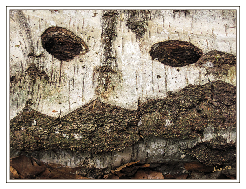 Baumgesicht
einer Birke
Schlüsselwörter: Gesicht Baum