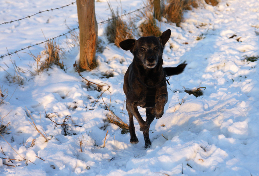 Benny 
geniesst den Schnee
Schlüsselwörter: Hund Schnee