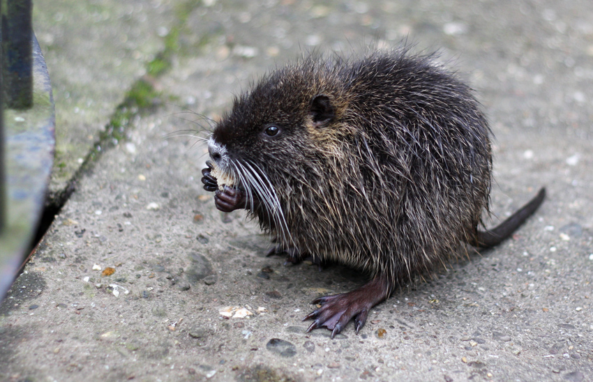 Kleiner Sumpfbiber
im Stadtgarten

Die aus Südamerika stammenden Sumpfbiber werden auch Nutria oder Biberratte genannt. Sie sehen aus wie eine Mischung aus Biber und Bisamratte.
Schlüsselwörter: Sumpfbiber Nurtria Stadtgarten