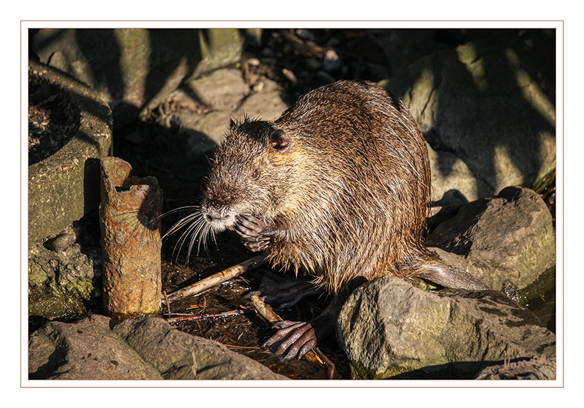 Was guckst du?
Die Nutria (Myocastor coypus), auch Biberratte oder seltener Sumpfbiber, Schweifbiber, Schweifratte oder Coypu genannt, ist eine aus Südamerika stammende und in Mitteleuropa eingebürgerte Nagetierart.
Die ursprüngliche Heimat der an Flüssen, Seen, Teichen und in Sümpfen lebenden Nutria ist das subtropische und gemäßigte Südamerika. Grundsätzlich leben die Tiere sehr standorttreu und verteidigen engagiert ihr Revier. laut Wikipedia
Schlüsselwörter: Biberratte, Nutria