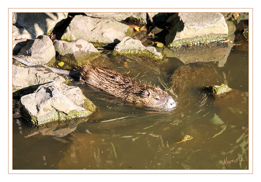 Und tschüss....
Die Nutria (Myocastor coypus), auch Biberratte oder seltener Sumpfbiber, Schweifbiber, Schweifratte oder Coypu genannt, ist eine aus Südamerika stammende und in Mitteleuropa eingebürgerte Nagetierart.
In Deutschland ist die Nutria an etlichen Gewässern in allen Bundesländern zu finden. Eine wirklich starke Verbreitung findet in Deutschland allerdings nicht statt, weil Mitteleuropa den verwilderten Farmtieren kein günstiges Klima bietet. laut Wikipedia
Schlüsselwörter: Biberratte, Nutria