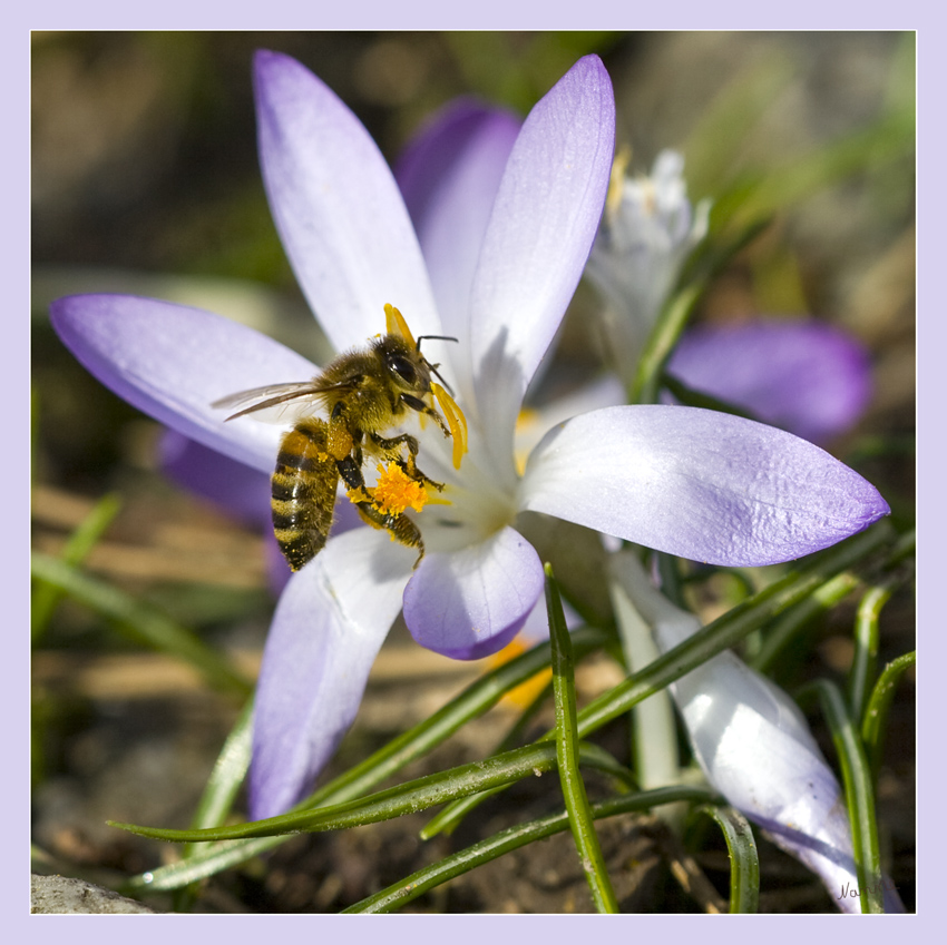 Der Frühling ist da
Schlüsselwörter: Biene              Krokus