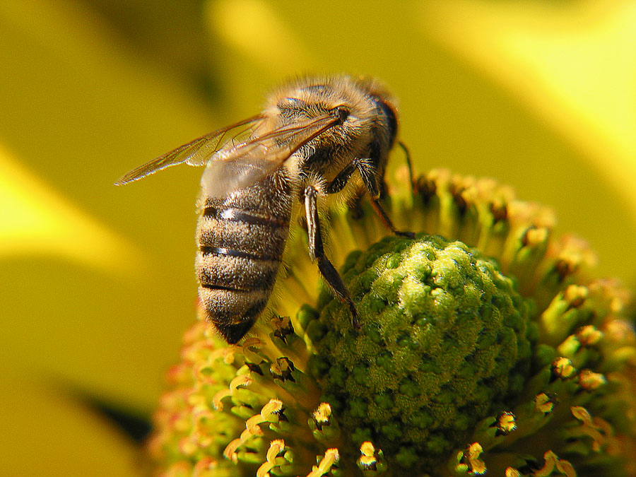 Fleißige Biene
Schlüsselwörter: Biene, Blüte, Makro