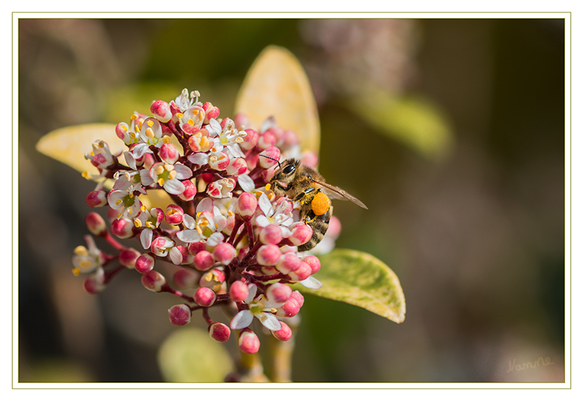 Frühlingserwachen
Schlüsselwörter: Biene Blüte