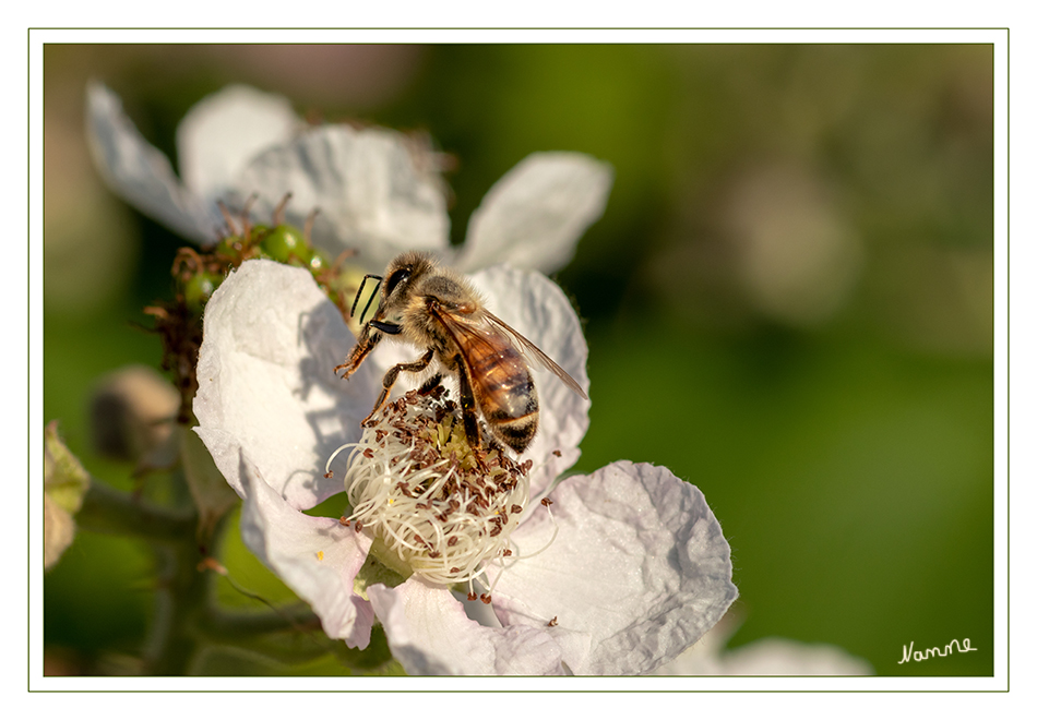 Fleißige Biene
auf Himbeerblüte
Schlüsselwörter: Biene, Himbeerblüte