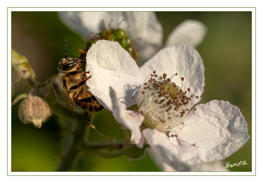 Fleißige Biene 
auf Himbeerblüte
Schlüsselwörter: Biene, Himbeerblüte