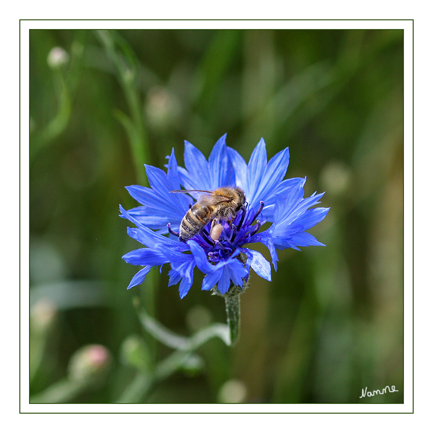 Jeder hat sein Päckchen zu tragen
Umgangssprachlich wird der Begriff Biene meist auf eine einzelne Art, die Westliche Honigbiene (Apis mellifera) reduziert, die wegen ihrer Bedeutung als staatenbildender Honigproduzent, aber auch wegen ihrer Wehrhaftigkeit besondere Aufmerksamkeit erfährt. Dabei handelt es sich bei den Bienen um eine recht große Gruppe mit sehr unterschiedlichen Arten.
laut Wikipedia
Schlüsselwörter: Biene Kornblume