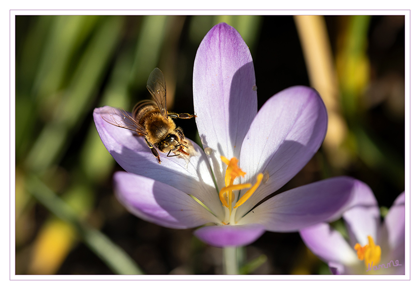 8 - Fleißiges Bienchen
Schlüsselwörter: Krokus. Biene