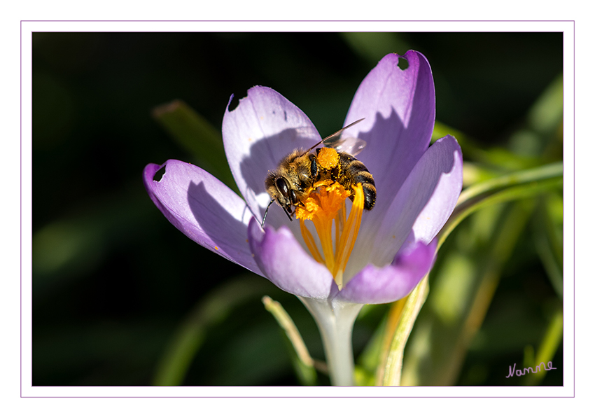 Biene auf Krokus
Schlüsselwörter: Krokus. Biene