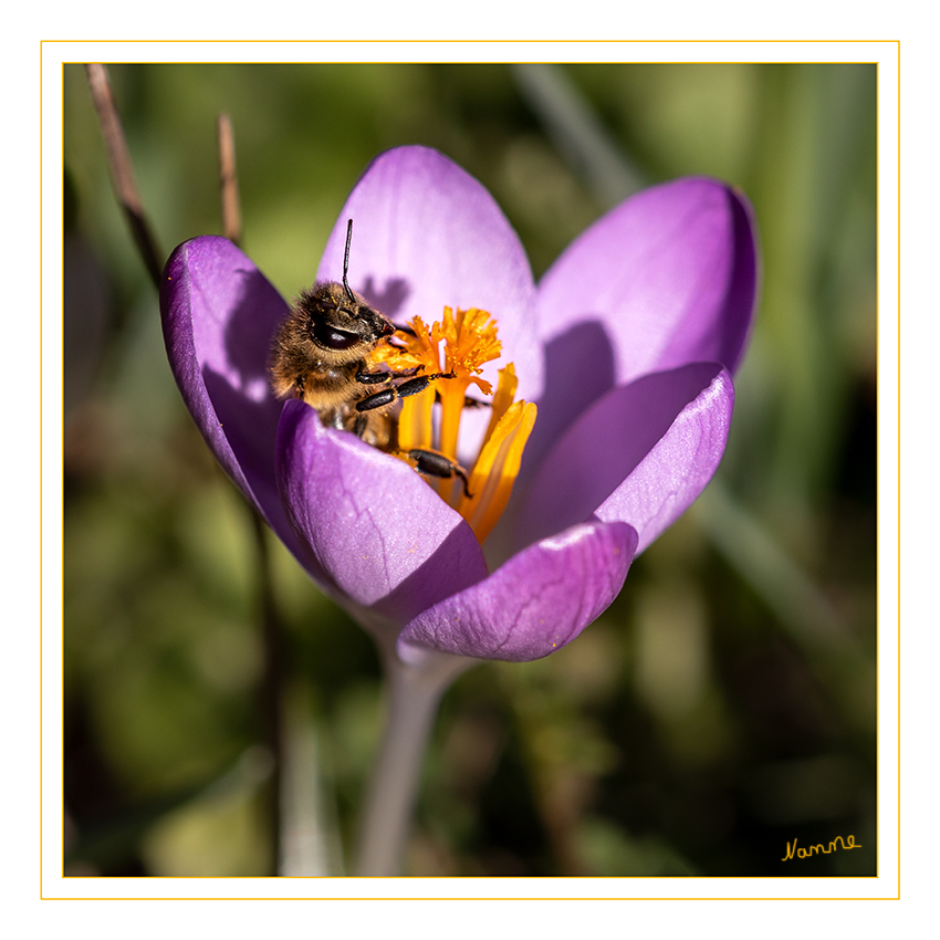 Relax
Schlüsselwörter: Krokus. Biene