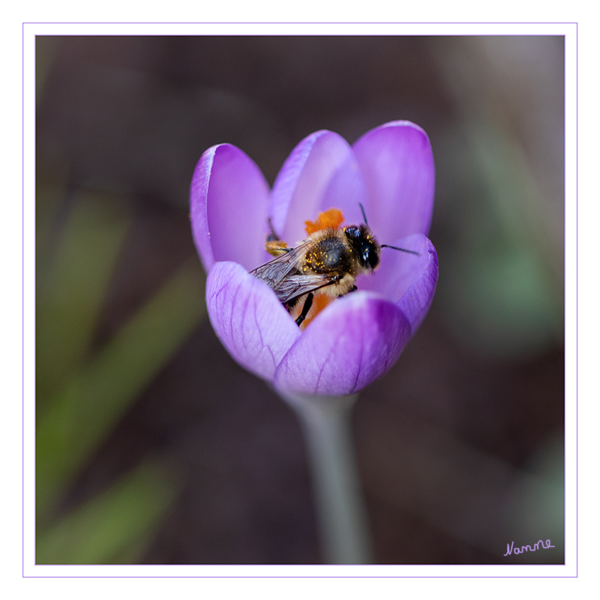 Es geht los
mit dem Sammeln
Schlüsselwörter: Krokus. Biene