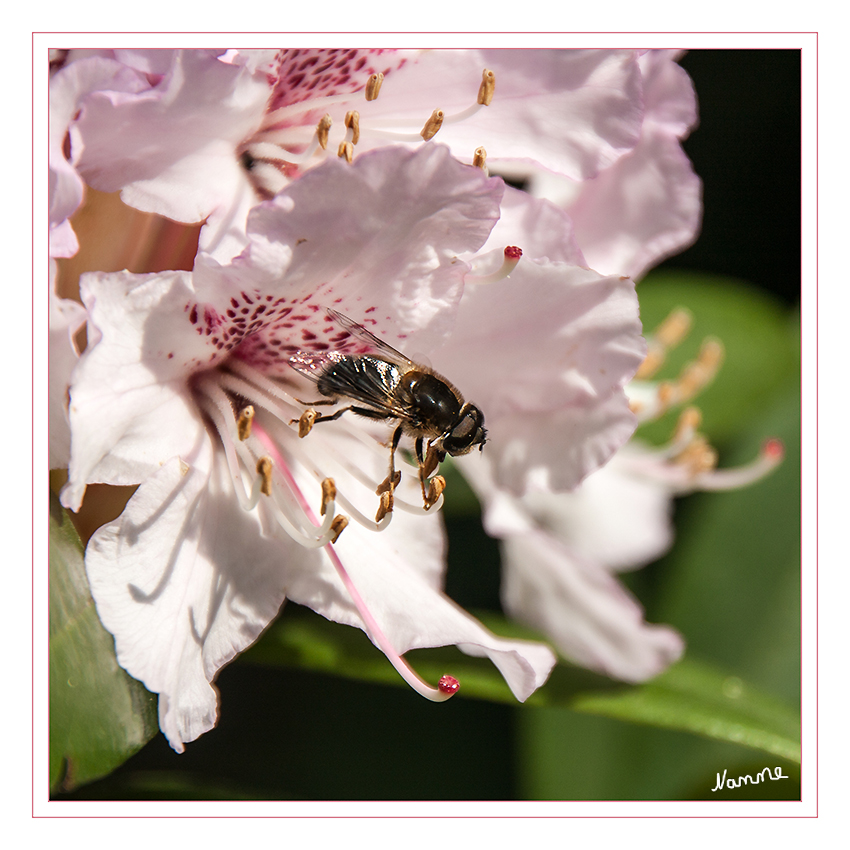 Es geht los
mit den Insekten
